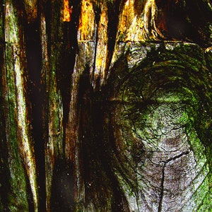 Könnte beinhalten: Nahaufnahme einer verwitterten Holzoberfläche mit einem Knoten in der Mitte. Das Holz ist dunkelbraun mit grünen und gelben Streifen.