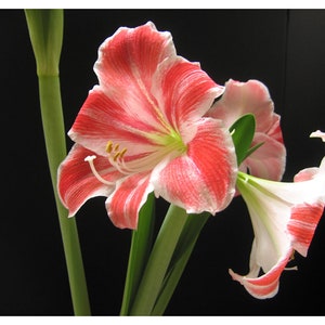 Amaryllis