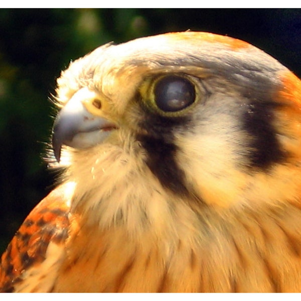 Kestrel, Audubon Naturalist Society, Md.