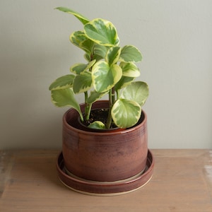 May include: A potted Peperomia plant with green and cream variegated leaves. The plant sits in a round, reddish-brown ceramic pot with a matching saucer. The pot and saucer are on a wooden surface, with a neutral-colored wall in the background.