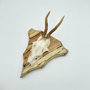 Puede incluir: Un cráneo de ciervo blanco con cuernos montado en una placa de madera con un patrón de veta de madera natural.