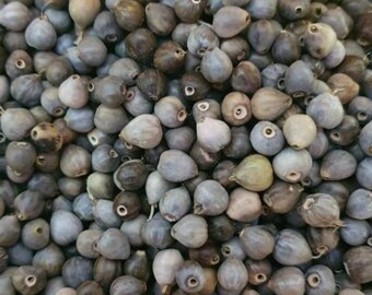 500|1000 seeds Job/'s-tears Natural Job /& acutes tears seeds Coix lacryma-jobi