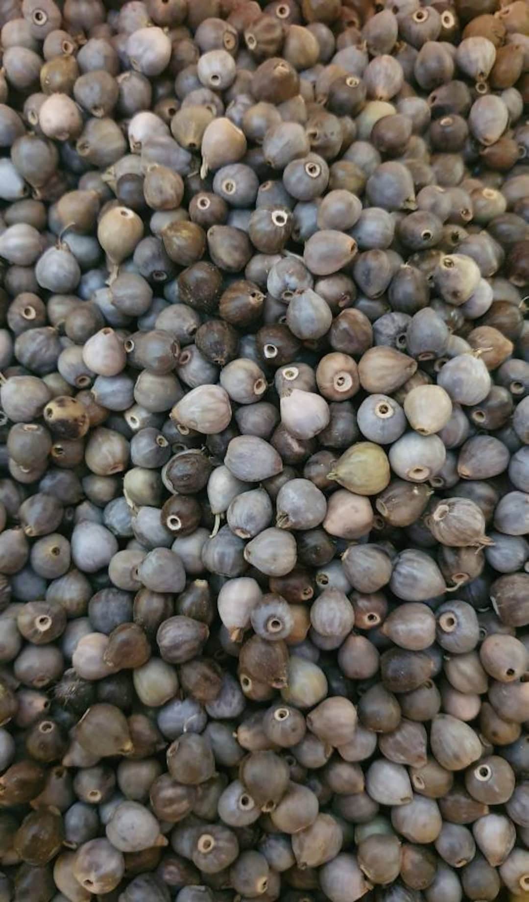 Job's Tears Seeds Beads Drilled Box 300 Pcs.coix Lacryma Natural Raw