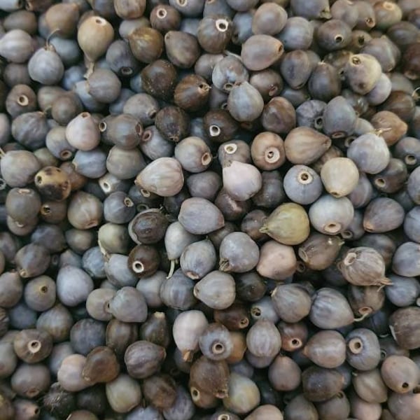 Job's tears seeds beads drilled box 300 pcs.coix lacryma natural raw materials for jewelry jobs tears harverst in 2021 bulk beads