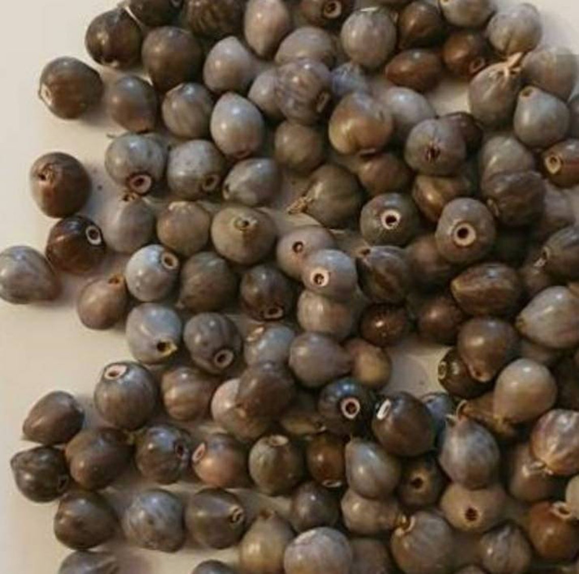 Jobs Tears Seeds Beads Natural Drilled Box 100pcs Coix Lacryma Etsy