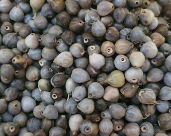 Perline di semi di lacrime di Jobs naturali forate scatola da 150 pezzi. Perline sfuse di Coix Lacryma materie prime per gioielli Le lacrime della Vergine della Vergine Maria