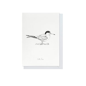 Kleine Seeschwalbe Grußkarte. NorfolkVögel. Illustrierte A6-Karte.