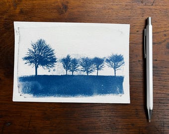 Sunprint, cyanotype, trees