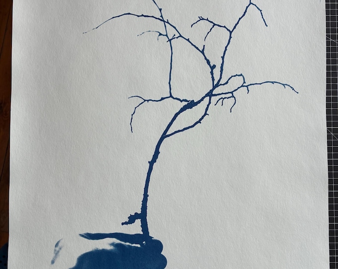 a branch in hand - original cyanotype print - limited edition