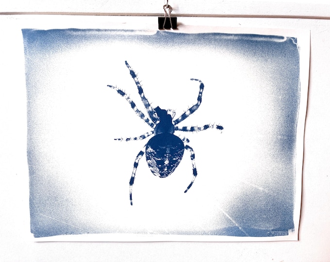 Spider - original cyanotype print - limited edition
