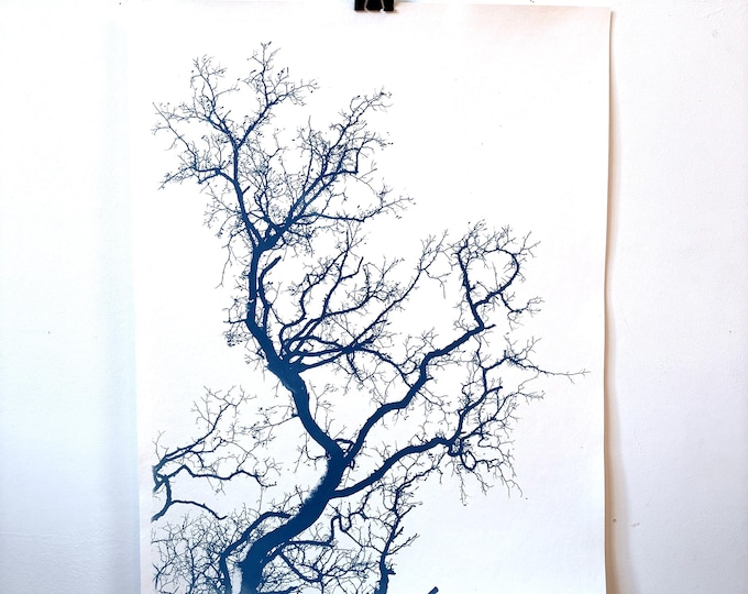 Japanese tree - original cyanotype print - limited edition