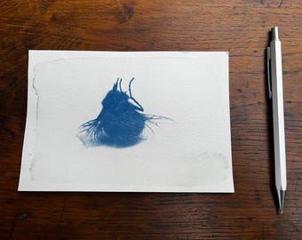 Sunprint, cyanotype, Fly