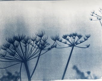 Wildflowers / large format cyanotype