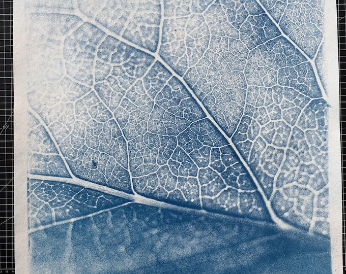 leaf - original cyanotype print - limited edition