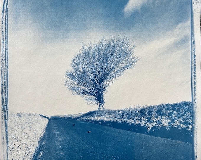 tree in the wind - original cyanotype print - limited edition