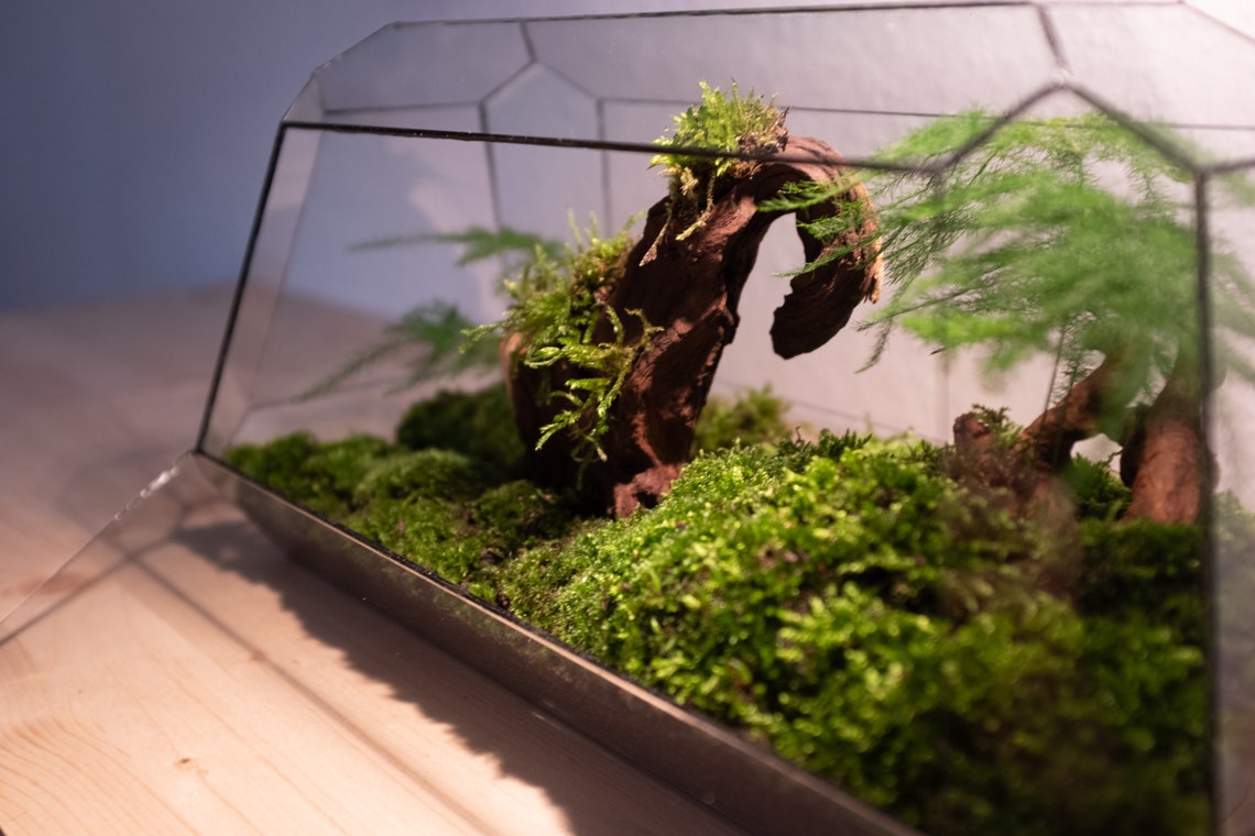31+ Pflanzen Terrarium Groß, Echte oder doch lieber künstliche