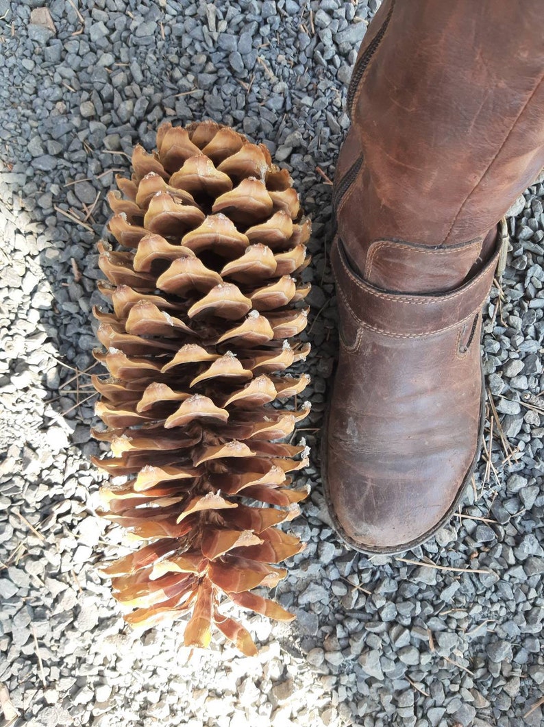 Oregon Sugar Pine Cones Etsy