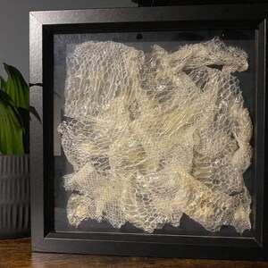 May include: A square black shadow box frame containing a translucent, off-white shed snake skin with a visible, intricate scale pattern. The skin is layered and textured, filling the interior space of the frame against a dark background.