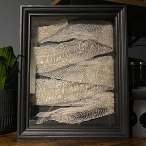 May include: A rectangular black shadow box frame containing a translucent, off-white snake skin shed. The skin is folded in horizontal layers behind the glass, displaying a detailed, repeating hexagonal scale pattern across its entire surface.