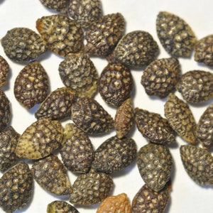 May include: Close-up of numerous small, oval-shaped seeds. The seeds have a textured, patterned surface with a mix of brown, tan, and dark brown hues. They are scattered across a white background, showcasing their detailed appearance.
