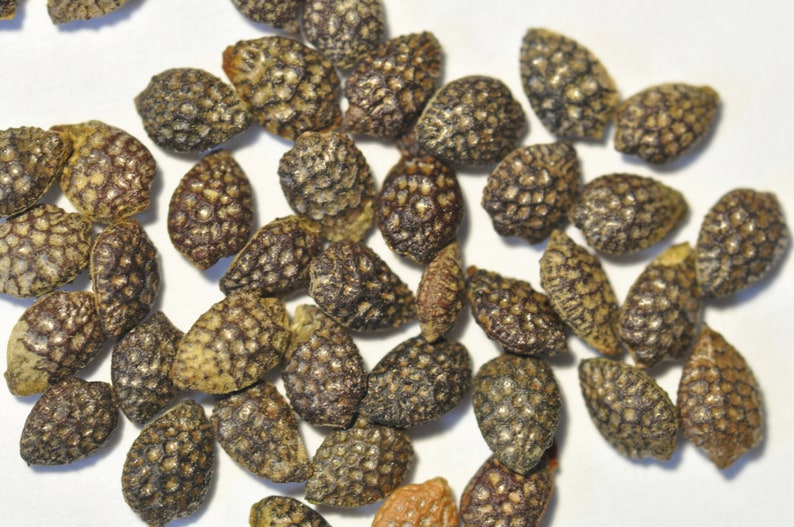 May include: Close-up of numerous small, oval-shaped seeds. The seeds have a textured, patterned surface with a mix of brown, tan, and dark brown hues. They are scattered across a white background, showcasing their detailed appearance.