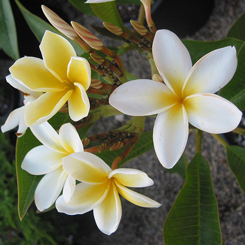 Fresh DIRECT FROM HAWAII Two Plumeria Tree Cuttings, Exotic Colorful  Fragrant Tropical Flower Plant - Etsy Israel