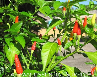 DIRECT FROM HAWAII - Hawaiian Chili Pepper Plant Seeds - Capsicum Annuum - Tropical - Edible - Chilli Pepper Water