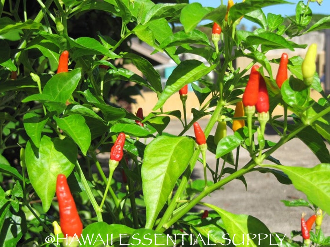 DIRECT FROM HAWAII Hawaiian Chili Pepper Plant Seeds Etsy