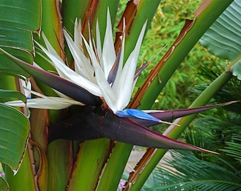 Hawaii Sourced - White Bird of Paradise Seeds - Tropical White Flower Plant
