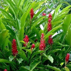 DIRECT FROM HAWAII! Red Torch Ginger - Alpinia Purpurata - Tropical Plant