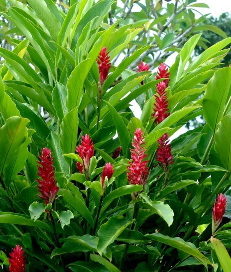 DIRECT FROM HAWAII Red Torch Ginger Alpinia Purpurata Etsy Canada