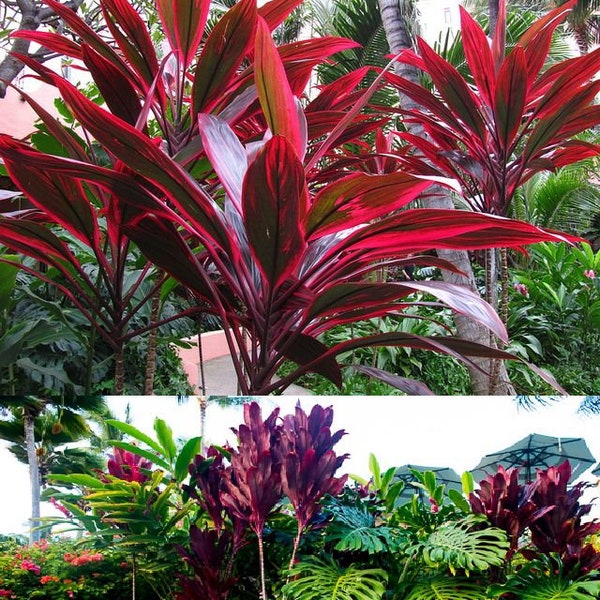 FROM HAWAII TI Plant Cutting - Includes 2 "Cordyline Fruticosa" logs - Tropical