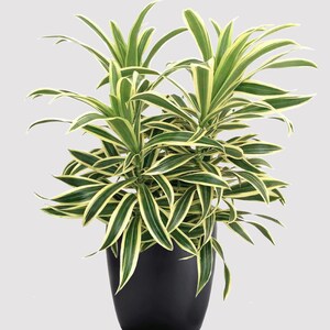 monstera leaf plant Monstera Plant Care - How to Grow Monstera deliciosa main image 1