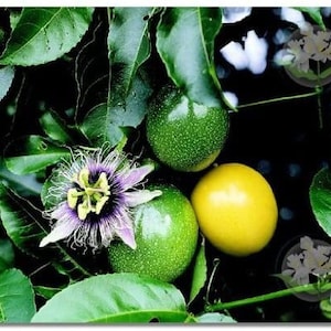 May include: Close-up of passion fruit plant with green leaves, green passion fruits, a yellow passion fruit, and a purple and white passion flower. The image is set against a dark background.