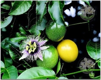 DIRECT FROM HAWAII - Passion Fruit Lilikoi Seeds - High Quality! Tropical Fruit - Gardening - Exotic - All Natural - Rare - Fun Project
