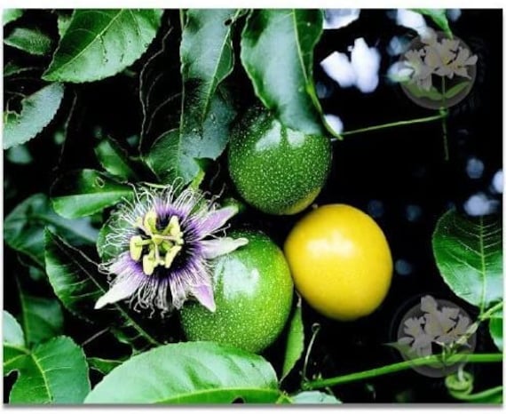 DIRECT FROM HAWAII - Passion Fruit Lilikoi Seeds - High Quality! Tropical  Fruit - Gardening - Exotic - All Natural - Rare - Fun Project