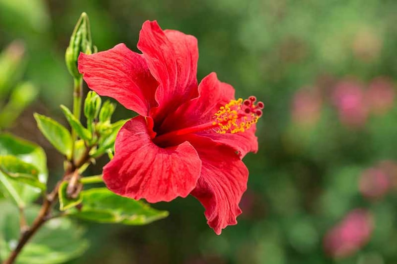 DIRECT FROM HAWAII Red Hibiscus Cutting Plant Hibiscus Etsy