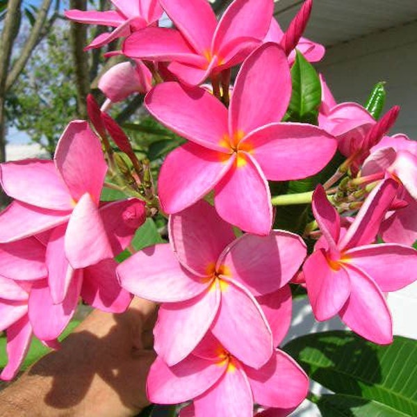 DIRECT FROM HAWAII - Pink Plumeria Tree Cutting - Tropical Gardening - Colorful - Free Shipping - Fragrant - Exotic Plants