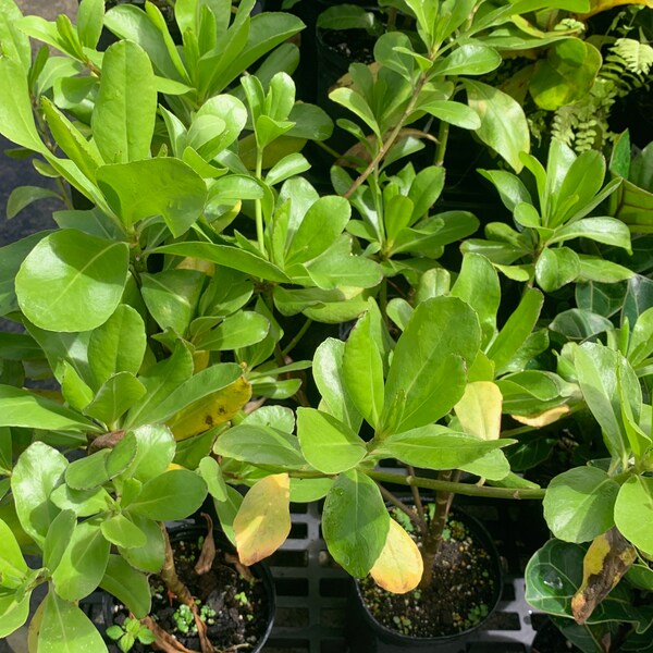 Free Shipping Plants Etsy