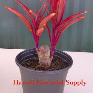 DIRECT FROM HAWAII - Rooted Ti Plant - Red Color - Tropical Exotic - Fresh - Cordyline - Gardening - Paradise  - Hawaiian - Free Shipping