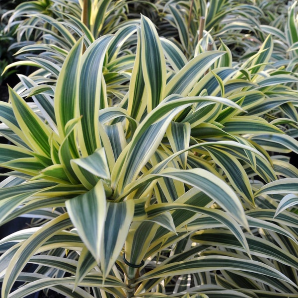 From HAWAII - Song of India Plant Cutting