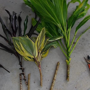 From Hawaii TI Plant Cutting - Includes 2 &quot;Cordyline Fruticosa&quot; logs - Tropical