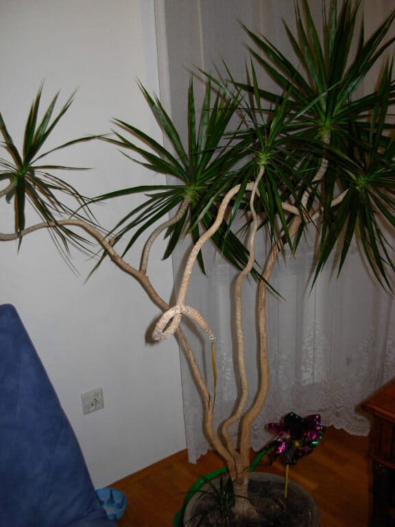 dracena spike plant Dracaena 'Spike' main image 1