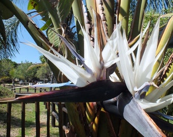 Hawaii Sourced - White Bird of Paradise Seeds - Tropical White Flower Plant