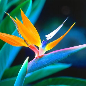 DIRECT FROM HAWAII - Bird of Paradise Seeds - Tropical Orange Flower Plant