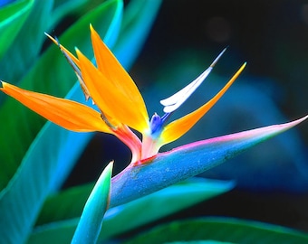 DIRECT FROM HAWAII - Bird of Paradise Seeds - Tropical Orange Flower Plant