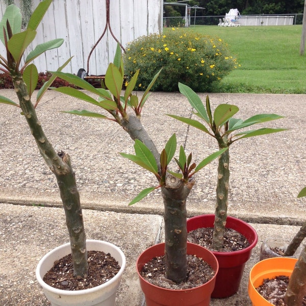 DIRECT FROM HAWAII Plumeria Tree Cutting, Exotic Colorful Fragrant Tropical Flower Plant