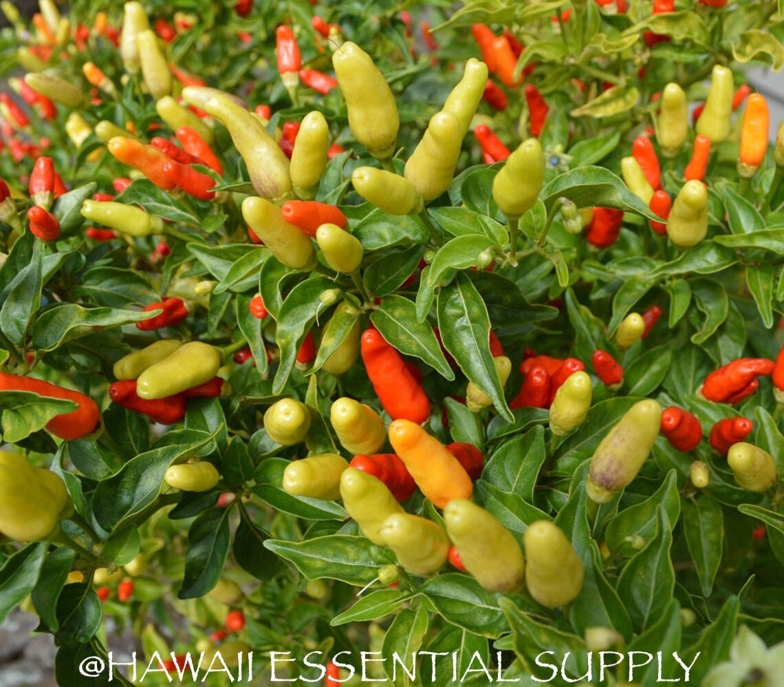 DIRECT FROM HAWAII Hawaiian Chili Pepper Plant Seeds Etsy