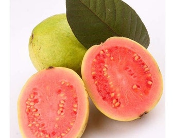 DIRECT FROM HAWAII - Guava Fruit Seeds - Tropical Tree