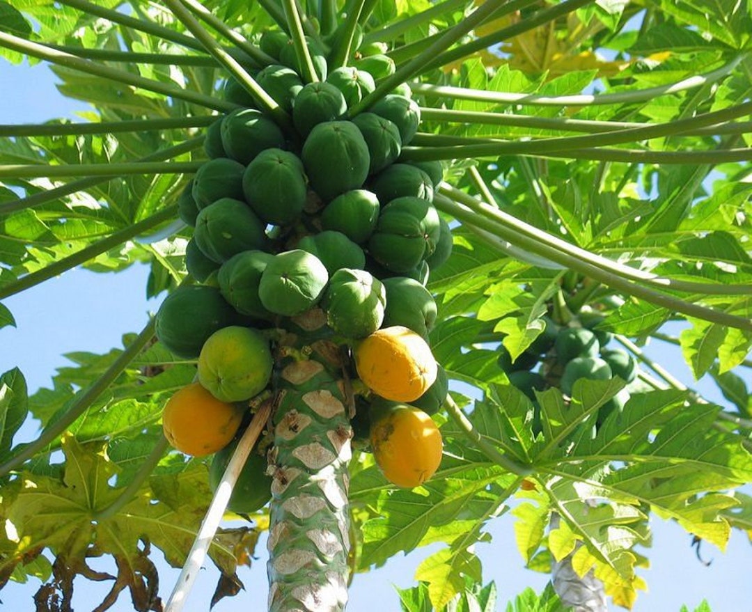DIRECT FROM HAWAII Papaya Seeds Plant Your Own Fruit Tree Etsy